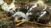 В Южной Сибири оценят состояние степных орлов